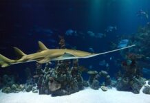 Jaka piłą ręczna do metalu? Jaka piłą ręczna do metalu?