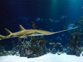 Jaka piłą ręczna do metalu?