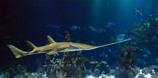 Jaka piłą ręczna do metalu?