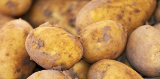 Czy ziemniak to owoc czy warzywo?